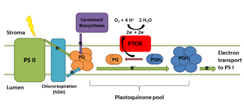 Plastid terminal oxidase